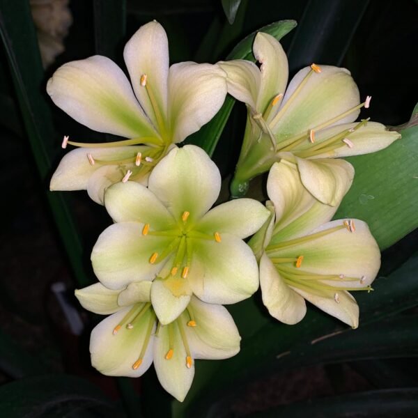 2 Clivia "Hirao" (2)
