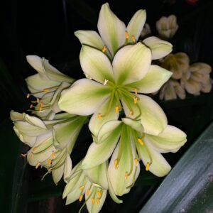 Clivia Abrynth x Hirao