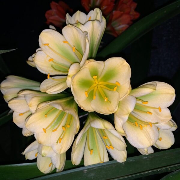 6 Clivia Yellow x Hirao
