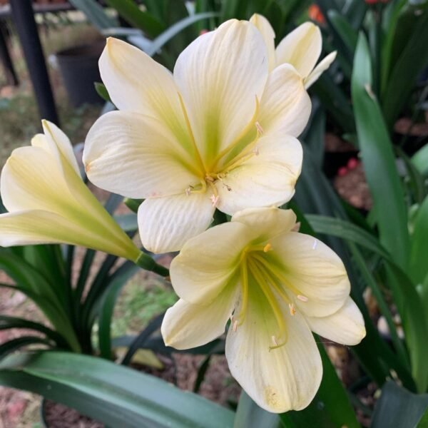 Clivia 4 Clivia "Hirao" (5)