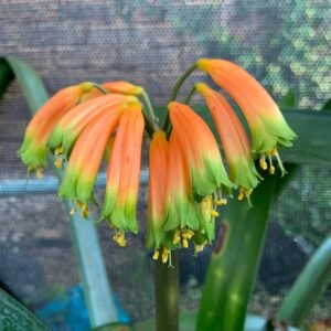 Clivia Gardenii
