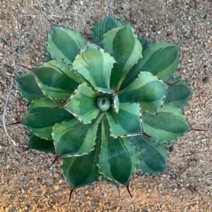 Agave Potatorum 'Butterfly Agave' variegated