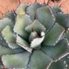 Agave Potatorum 'Butterfly Agave'