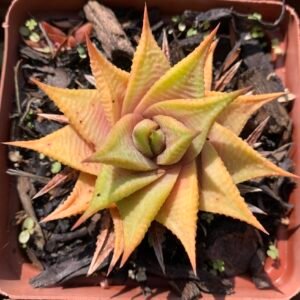 Haworthiopsis limifolia sp.