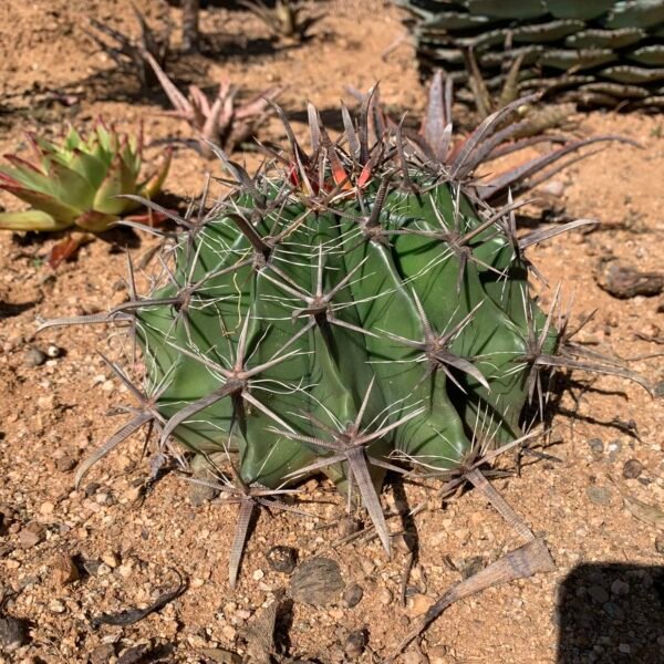 Ferocactus latispinus