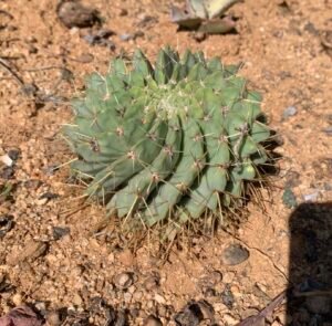 IMG_6302 Parodia (Notocactus) Buiningii