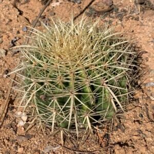 Echinocactus Grusonii ‘Golden Barrel Cactus’