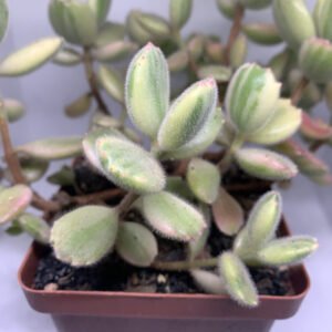 Cotyledon tomentosa ‘Variegated’