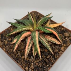 Haworthiopsis attenuata f. tanba variegated