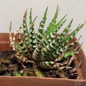 Tulista pumila 'Donuts'