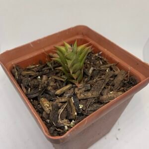 Haworthia viscosa calitzdorp