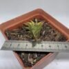 Haworthia viscosa calitzdorp