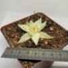 Haworthia cymbiformis var. setulifera 'Senjo Kan'