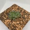 Haworthia mirrorball