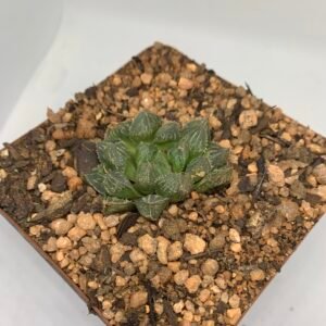 Haworthia mirrorball