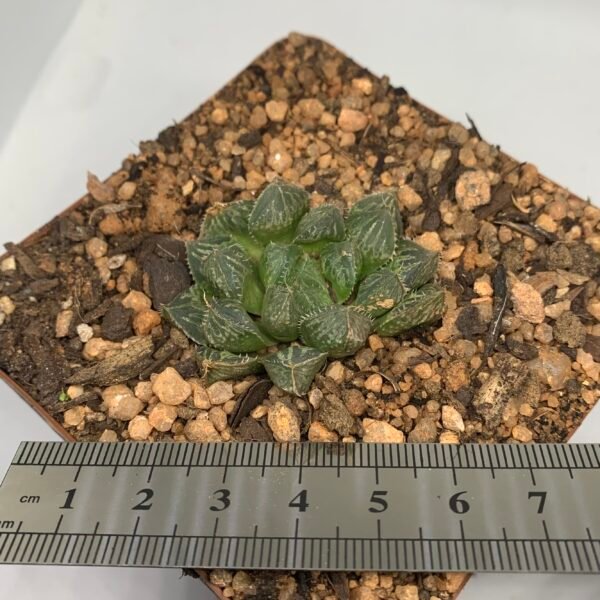 Haworthia mirrorball