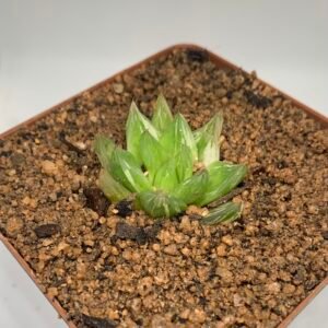 Haworthia cymbiformis variegated