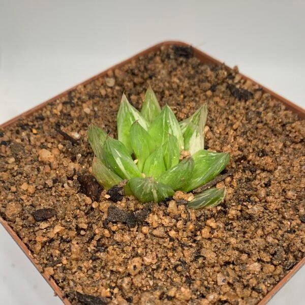 Haworthia cymbiformis variegated
