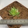 Haworthia cymbiformis variegated