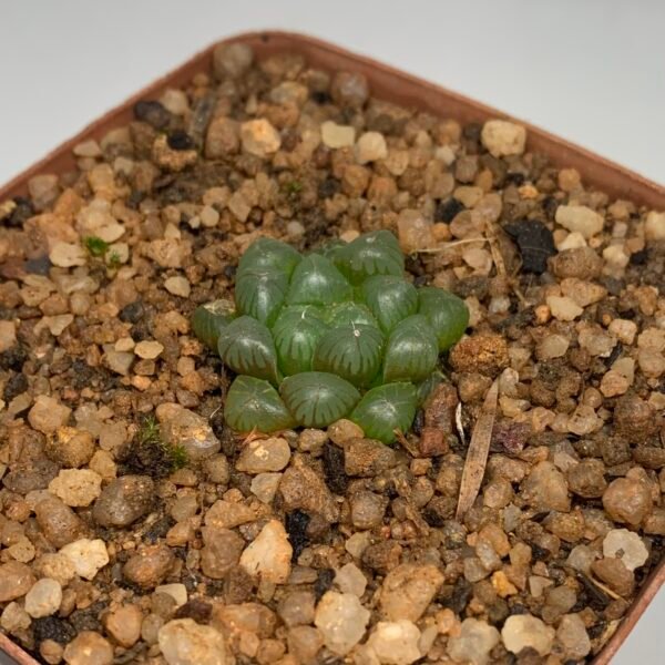 Haworthia cooperii var. truncata