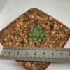 Haworthia cooperii var. truncata