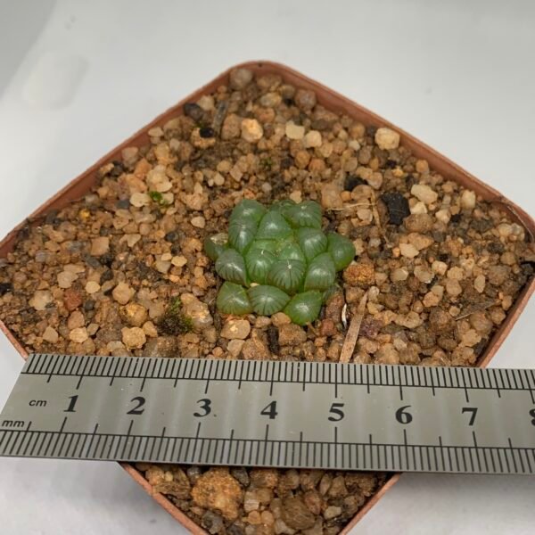Haworthia cooperii var. truncata