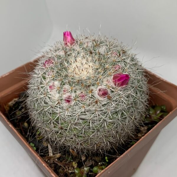 IMG_6609 Parodia haselbergii