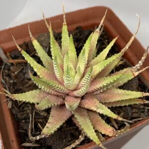 Haworthiopsis attenuata ‘Lime