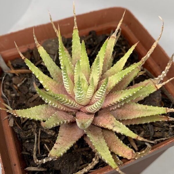 Haworthiopsis attenuata ‘Lime