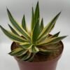 Agave lophantha Quadricolour 'Springbokkie'