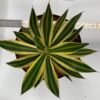 Agave lophantha Quadricolour 'Springbokkie'