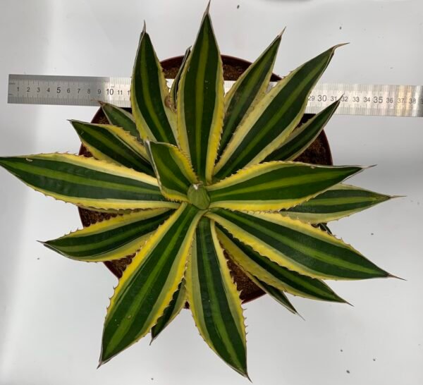 Agave lophantha Quadricolour 'Springbokkie'