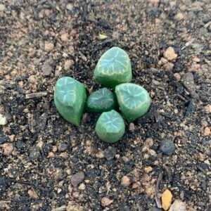 Haworthia Maughanii