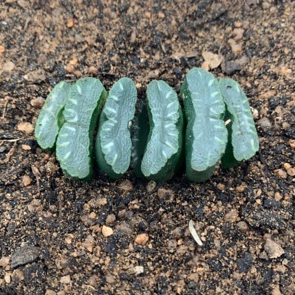 Haworthia Truncata