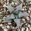 Haworthia sp. hybrid