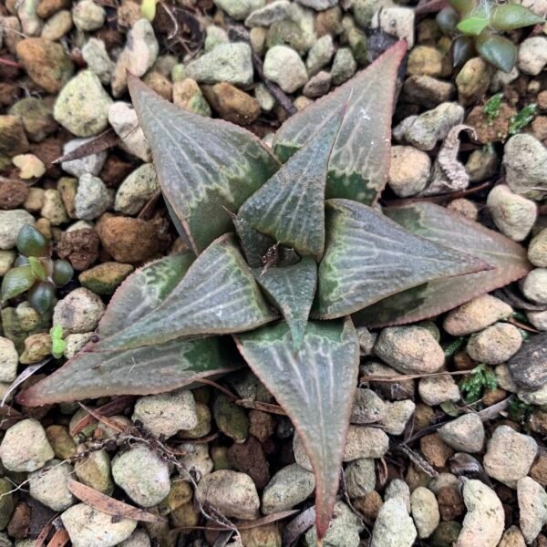 Haworthia sp. hybrid