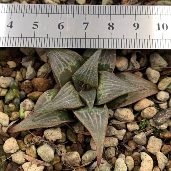 Haworthia sp. hybrid