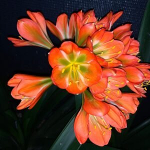 Clivia Bronze x Hirao